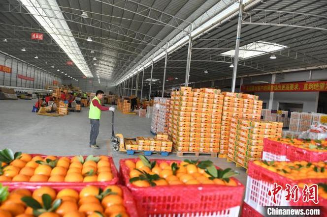 广西武鸣沃柑开市 出口东盟多国