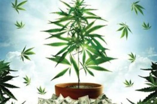 哥伦比亚查获7吨大麻 创7年来最高纪录