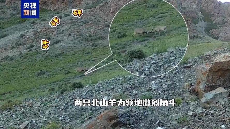 棕熊卖萌×狼群战术×猞猁首秀……这些荒野名场面每一帧都是大片