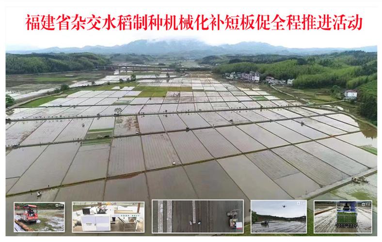 福建建宁:杂交水稻制种大县展全程机械化制种