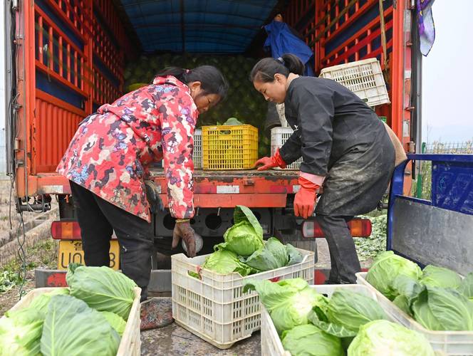 “蔬菜上山” 江西金溪返乡创业农人点“荒”成金