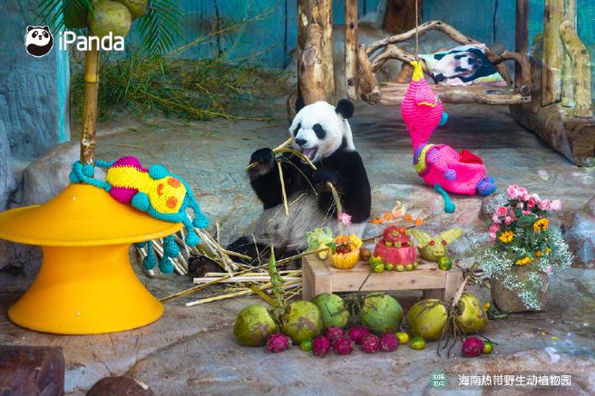 台风重创海南热带野生动植物园 大熊猫兄弟安好