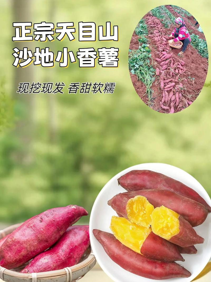 科技小院捎来“洋芋香”