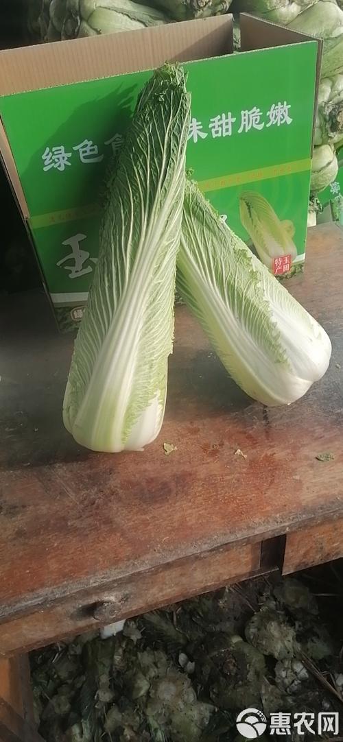 河北玉田:包尖白菜产销忙